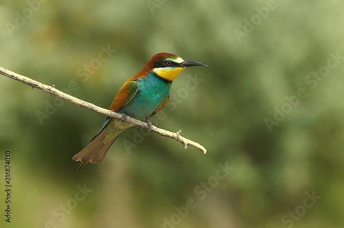 Bee-eater sits on a thin dry branch against a backdrop of a sand quarry in its natural habitat.