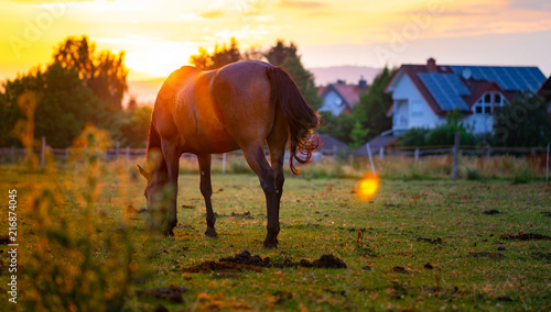 Horse graze in the sundown light
