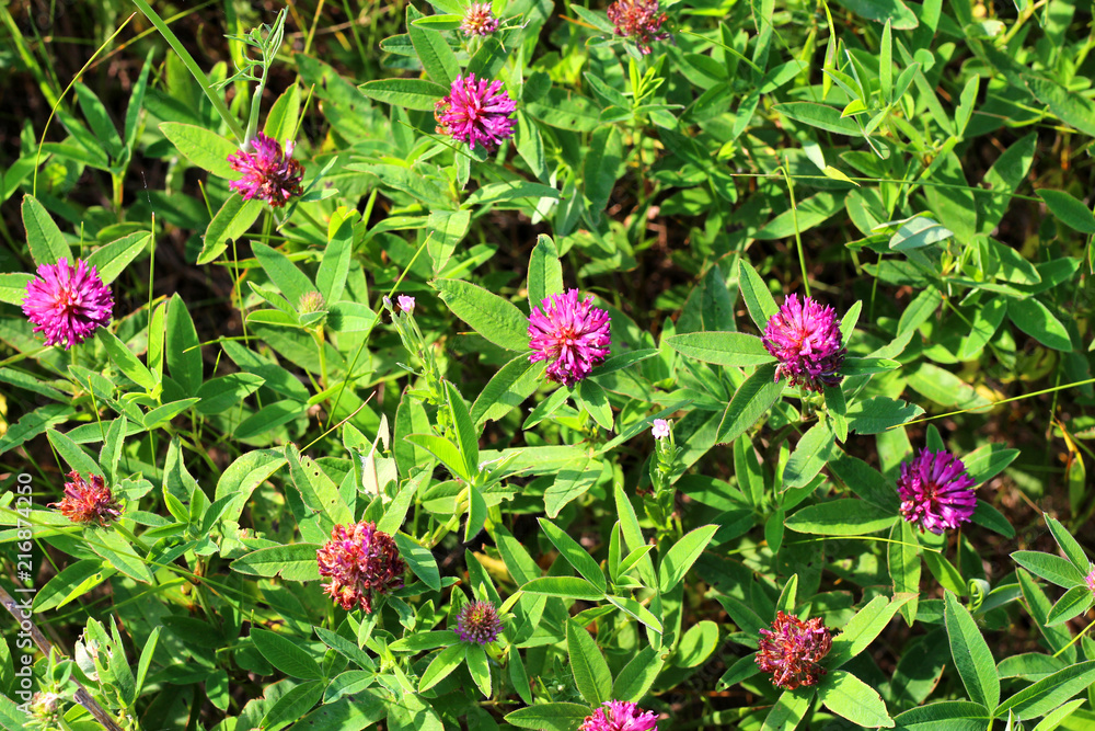 Trifolium pratense. Thickets of a blossoming clover Trifolium pratense. Thickets of a blossoming clover