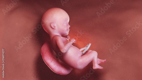 medically accurate 3d illustration of a human fetus week 26 photo