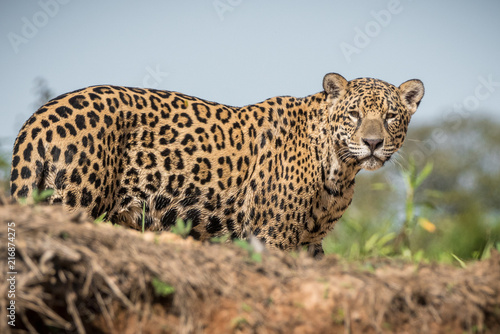 Photography Onça Pintada / Jaguar (Panthera onca)