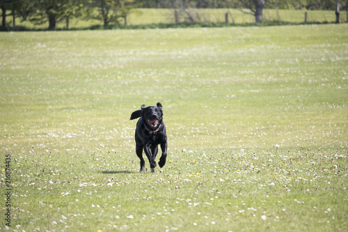 Black Labrador running in Grassy Field