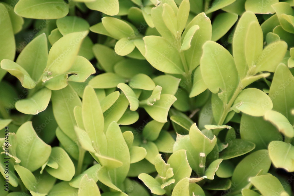 Obraz premium Strauch