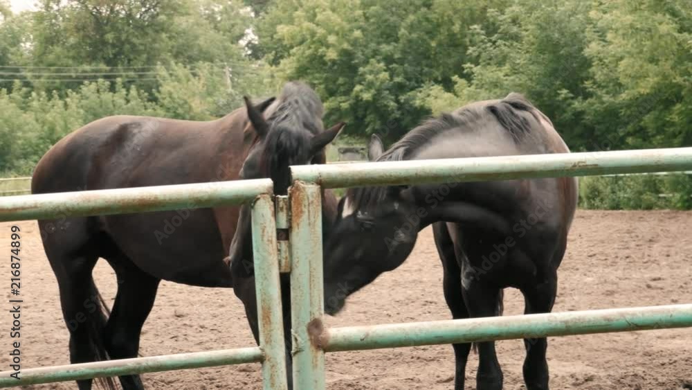 Beautiful horses eat hay behind the hedge of a horse paddock, breeding