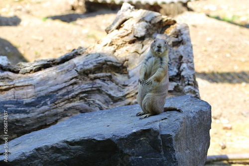Prairie dog Cynomys ludovicianus sitting on stone looking alert excited