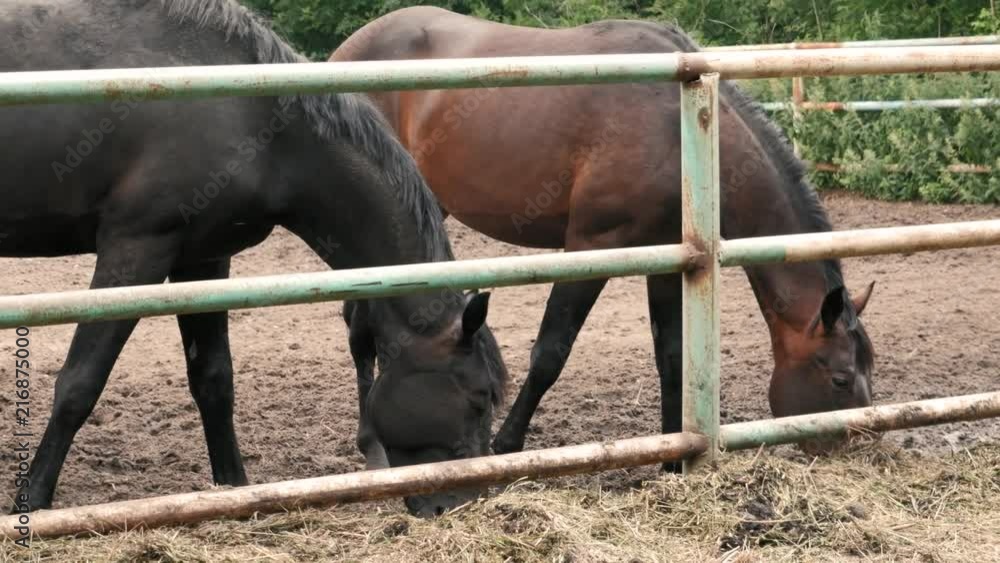 Beautiful horses eat hay behind the hedge of a horse paddock, breeding