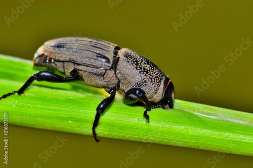 Hunting Billbug (Sphenophorus venatus vestitus) feeding on a succulent plant stem. These large weevils are considered pests as they can kill plants by feeding from them. photo