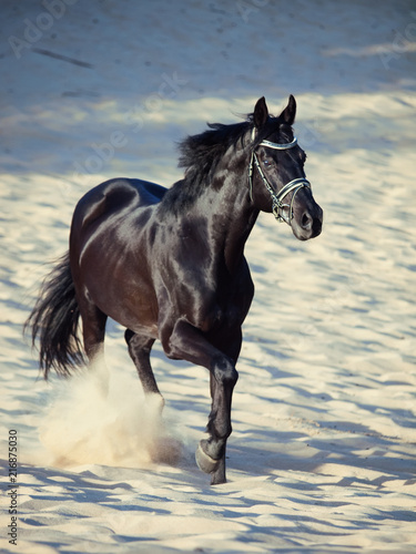 Running beautiful black stallion in the desert © anakondasp