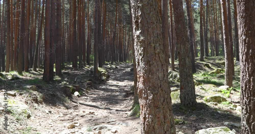 shot moving from trunk to footpath in forest of pine trees in Guadarrama mountains, near Madrid, Spain, Europe
shot moving from trunk to footpath in forest of pine trees in Guadarrama mountains, near Madrid, Spain, Europe