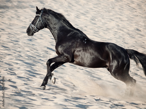 Running beautiful black stallion in the desert