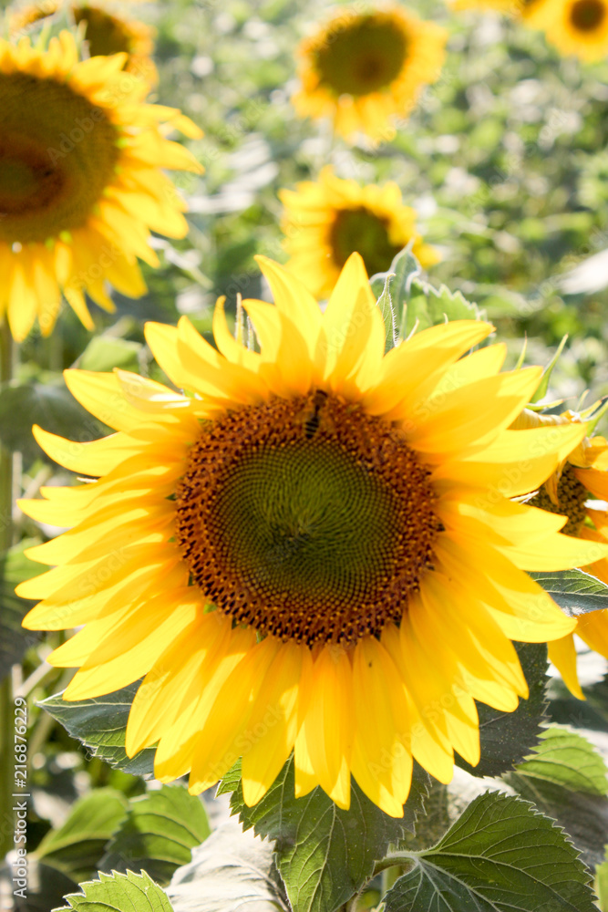 Fototapeta premium Sunflowers in the field in the bright sun