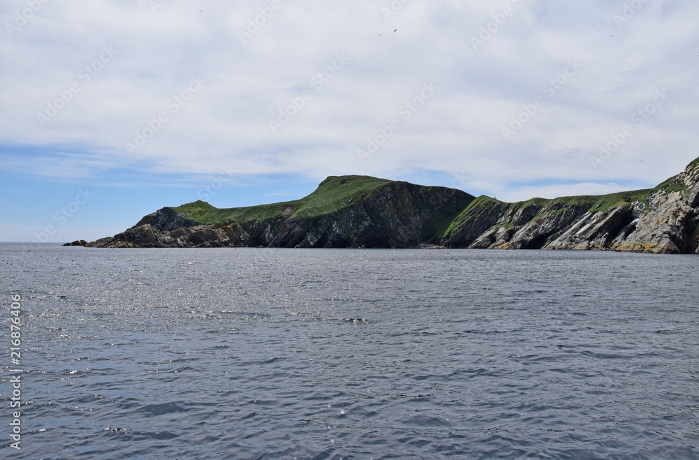 partial view of Great Island at Witless Bay Ecological Reserve, many birds flying and in the water; Newfoundland Canada
