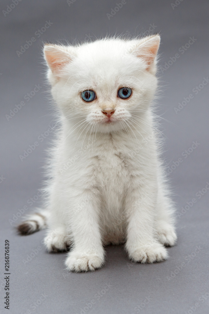 White British kitten with blue eyes White British kitten with blue eyes
