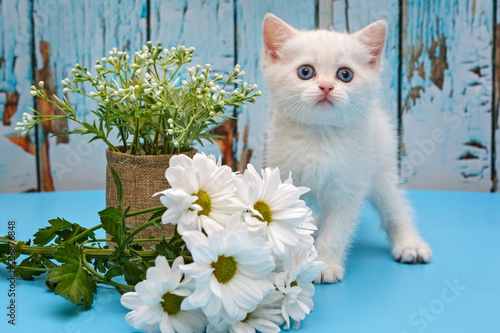 White British kitten and  daisies © Okssi