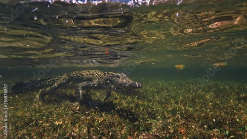 Slatwater crocodile in nature underwater photo