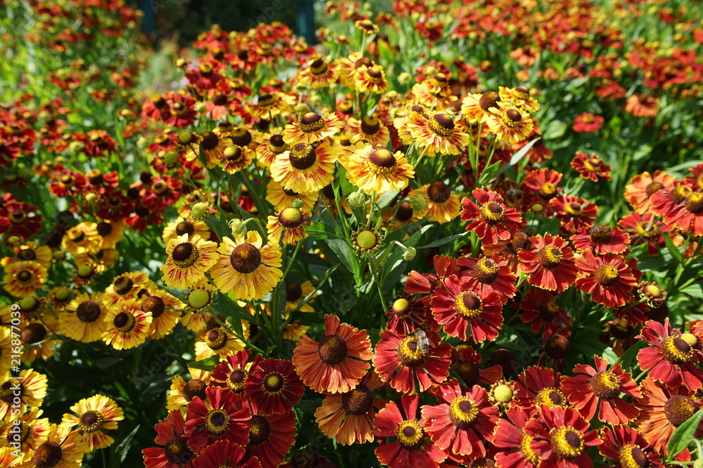 Garden of red and yellow flowers