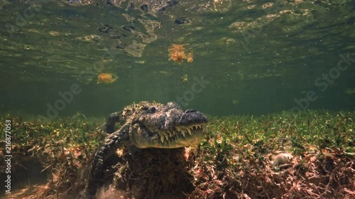 Slatwater crocodile in nature underwater