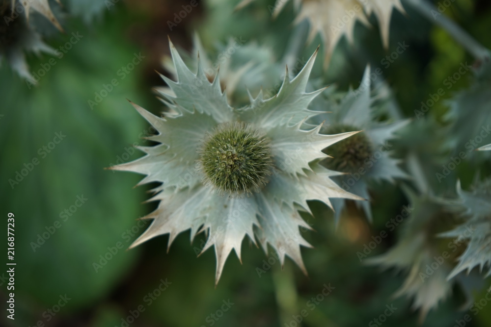 Pointy green flower with spikes on its petals