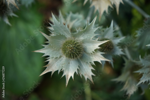 Pointy green flower with spikes on its petals
