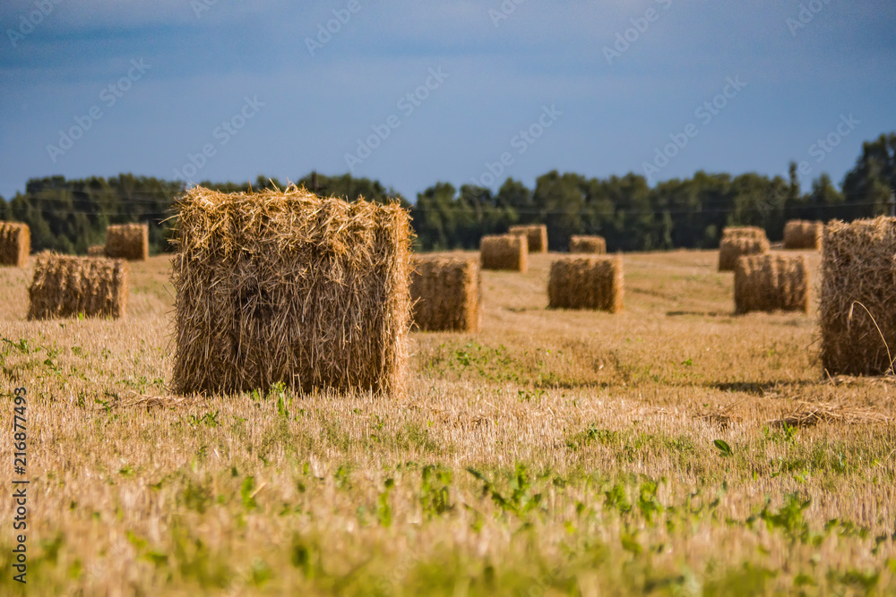 Fototapeta premium A hay in the field. before winter in the village