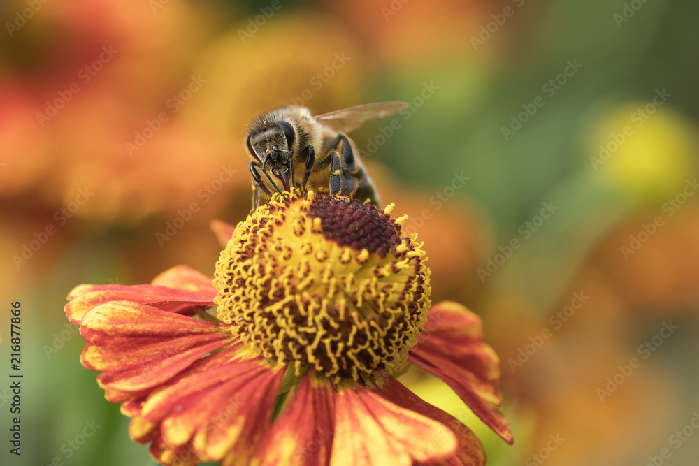 Front view of a honey bee sucking nectar from a red and orange coneflower