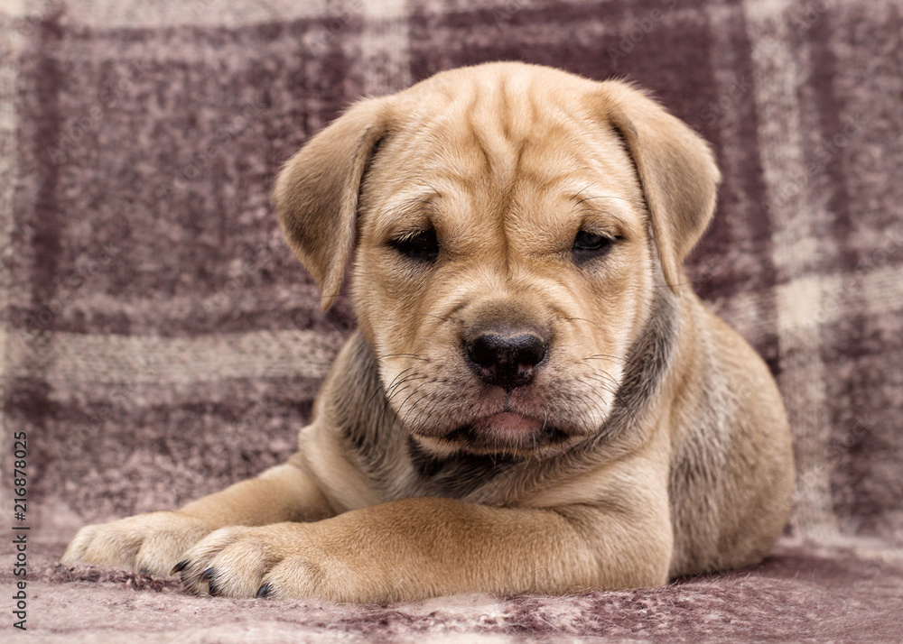 Obraz premium cute puppy ca de bou
