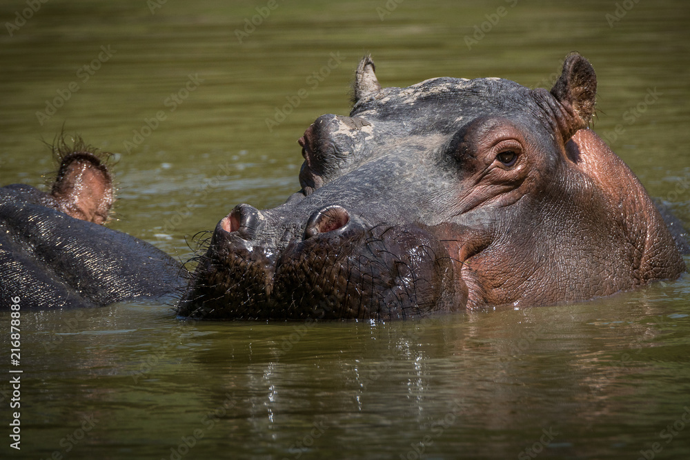 Hipopótamo / Hippopotamus (Hippopotamus amphibius) Hipopótamo / Hippopotamus (Hippopotamus amphibius)