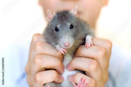 A boy is holding a homemade gray rat in his hands, a rat is looking at the camera