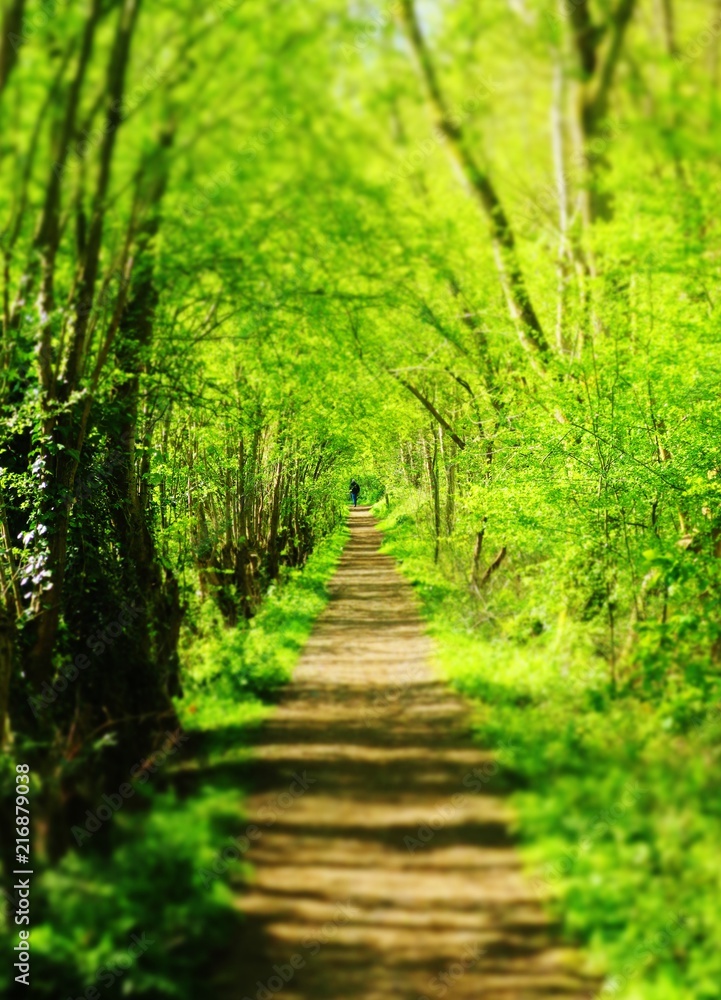 Obraz premium Country path, England