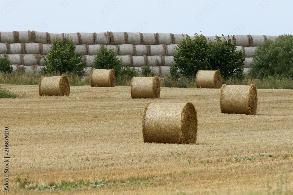 Bales of hay on field