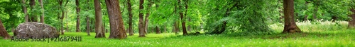 park panorama with trees and green foliage. woods in summer