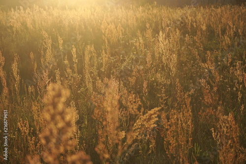seed of sorrel in the sunset © taraskobryn