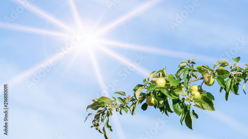   pfel wachsen am Zweig vor blauem Himmel