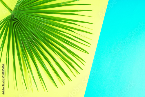 Tropical palm leaf with colorful background.