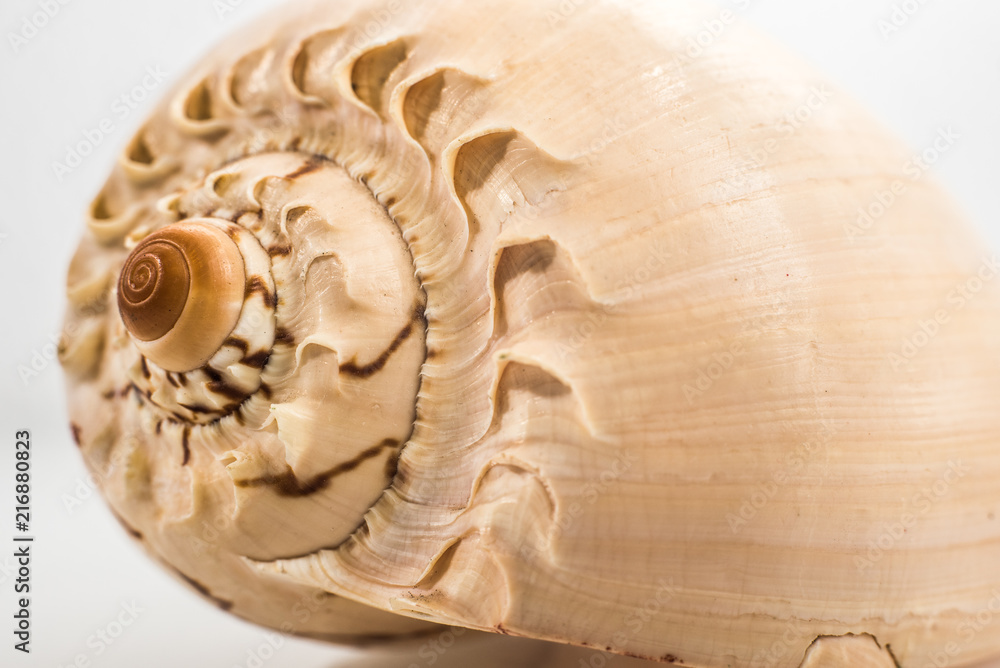 Large seashell studio with white background Large seashell studio with white background