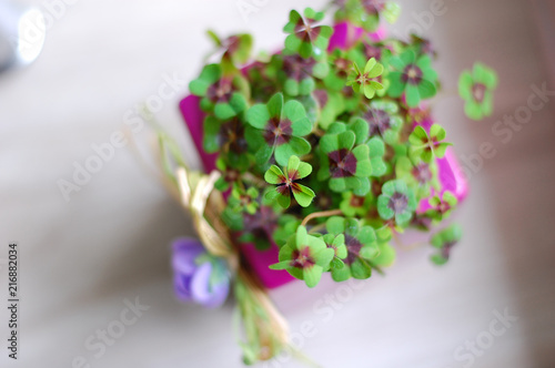 Purple pot with four leaf clovers