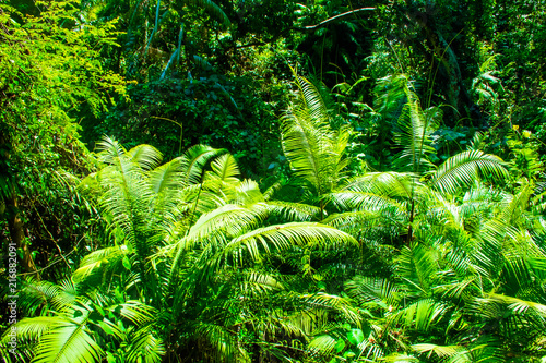 Trees in forest with roots of the monkey forest  Ubud  Bali in Indonesia