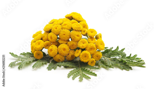 Bouquet of medicinal flowers. photo