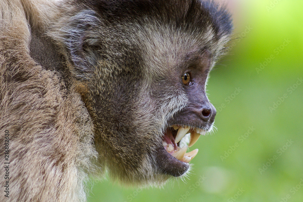 Macaco-prego-das-Guianas (Sapajus apella), Tufted capuchin