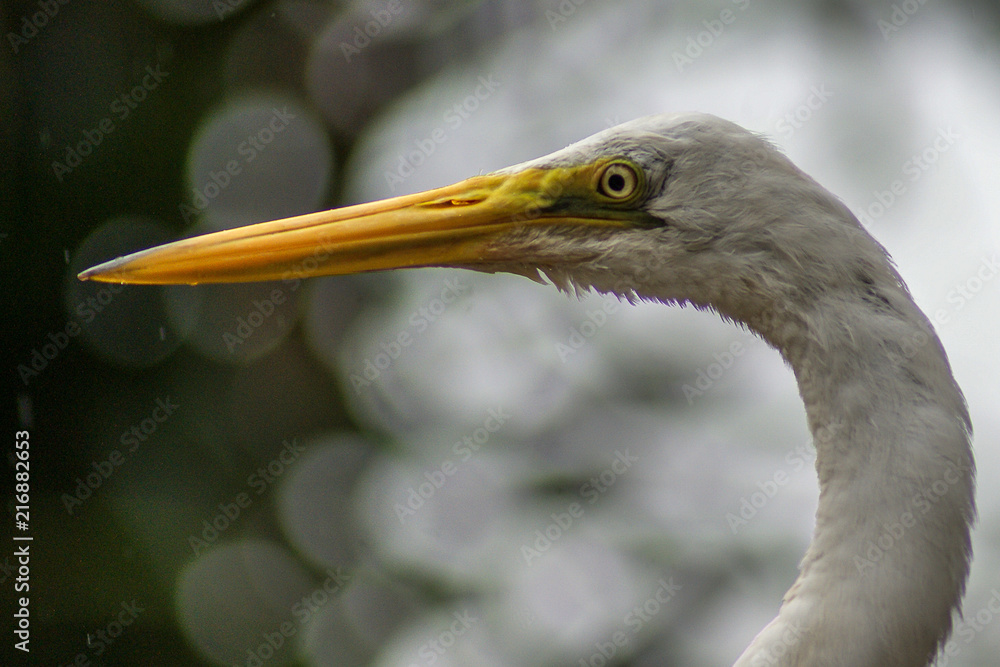 Garça Branca Grande / Great Egret (Ardea alba) Garça Branca Grande / Great Egret (Ardea alba)