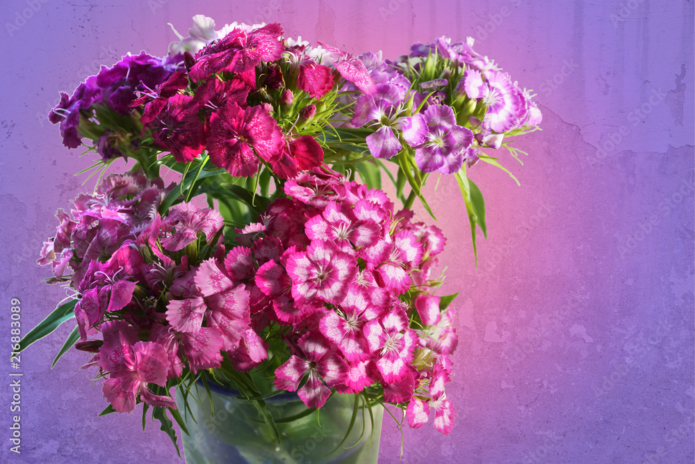 bouquet of pink red purple Dianthus barbatus Turkish carnation