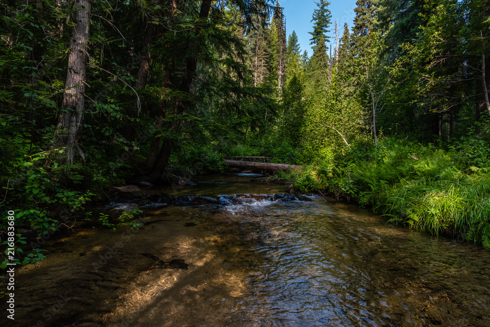 Tacoma Creek in the Colville National Forest