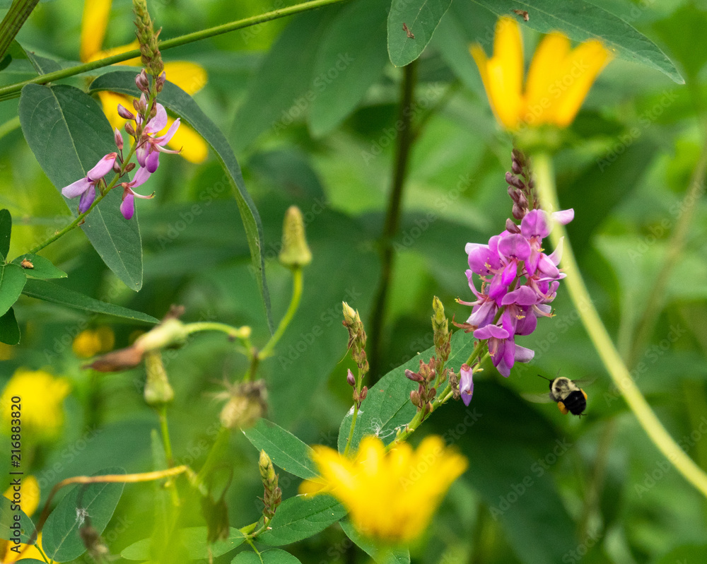 Fototapeta premium Bee in flight