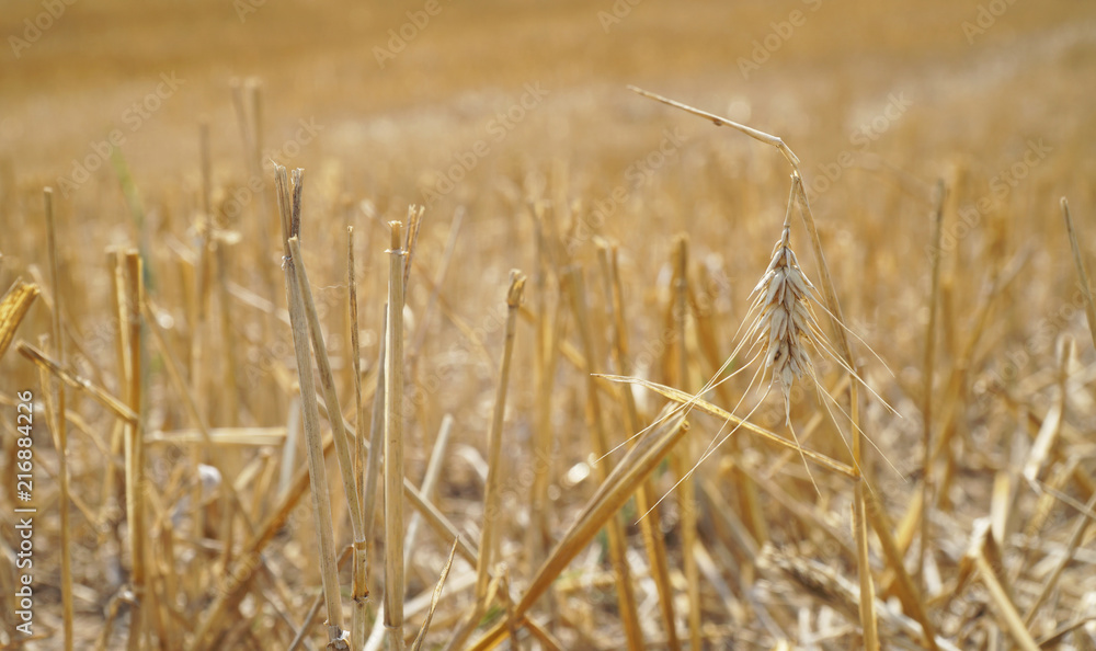 Ernteschäden durch Sommerhitze