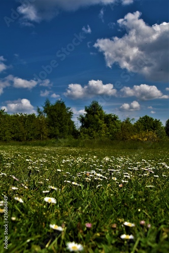 Blooming meadow in a sunny day with trees in the far background