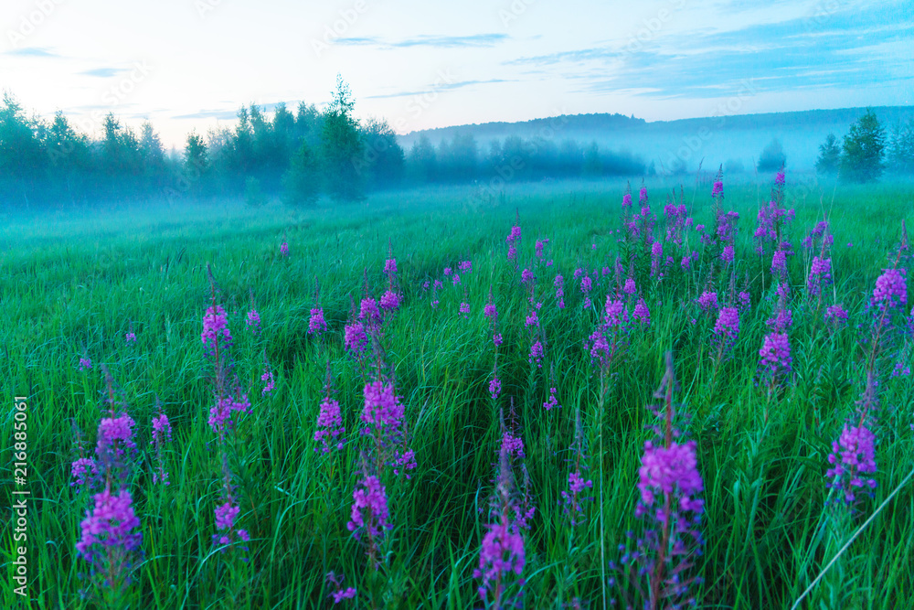 Misty romantic landscape with blossoming willow-tea, Moscow region, Russia Misty romantic landscape with blossoming willow-tea, Moscow region, Russia