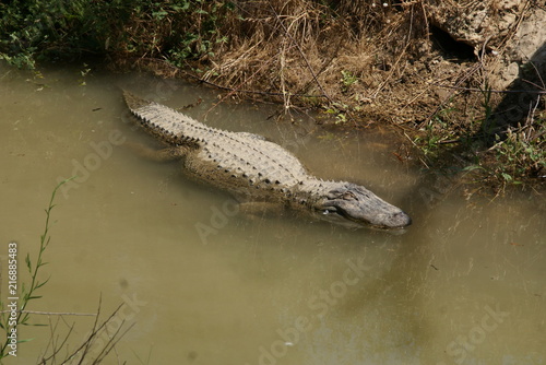 Alligator