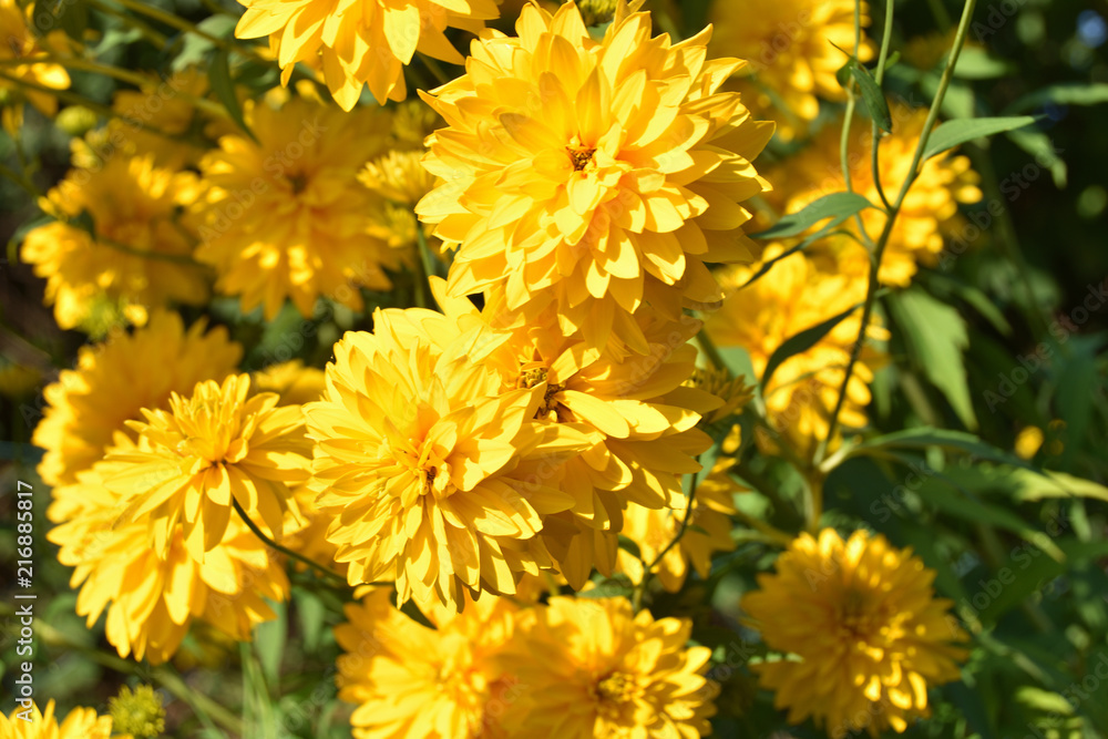 Goldball flowers Goldball flowers