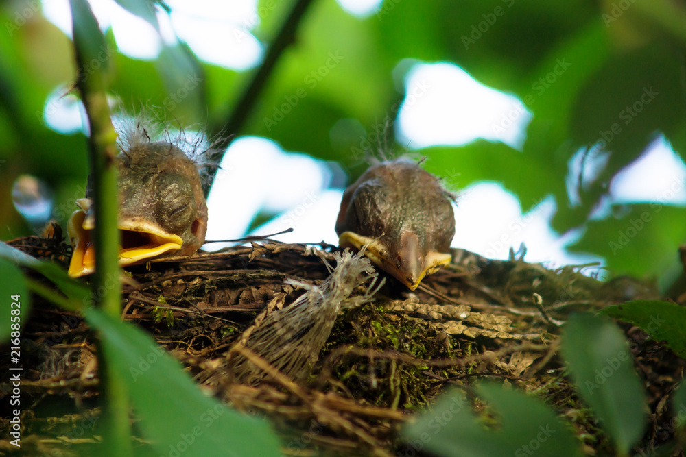 Fototapeta premium Two Blackbird chicks in a hidden nest, Salzburg, Austria