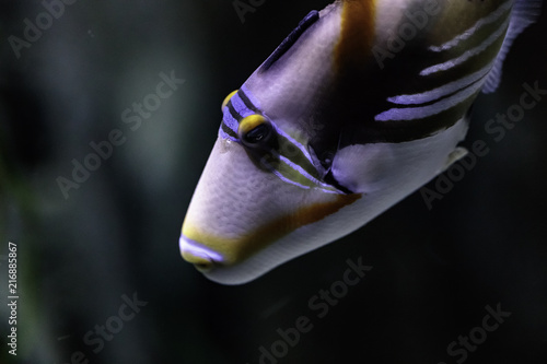 the blackbar triggerfish, the Picasso triggerfish, Rhinecanthus aculeatus photo